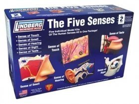 LINDBERG Ihmisen 5 aistia