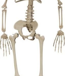 Skelett 76 cm
