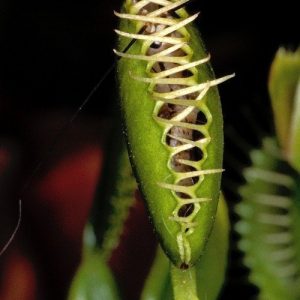 Venus Fly Trap